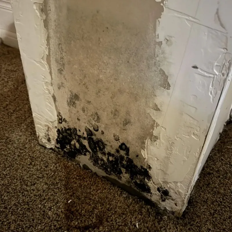 Professional Mold Removal in New Windsor, NY